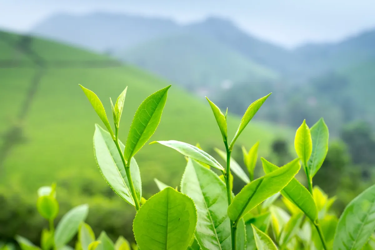 Green Tea vs. White Tea: A Beginner's Comparison of Flavor, Caffeine, and Brewing