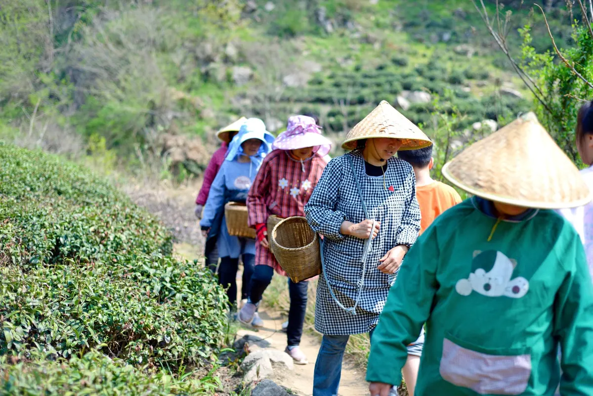 Spring Tea Picks: A Seasonal Guide to First Flush Darjeeling, Dragon Well, and Shincha